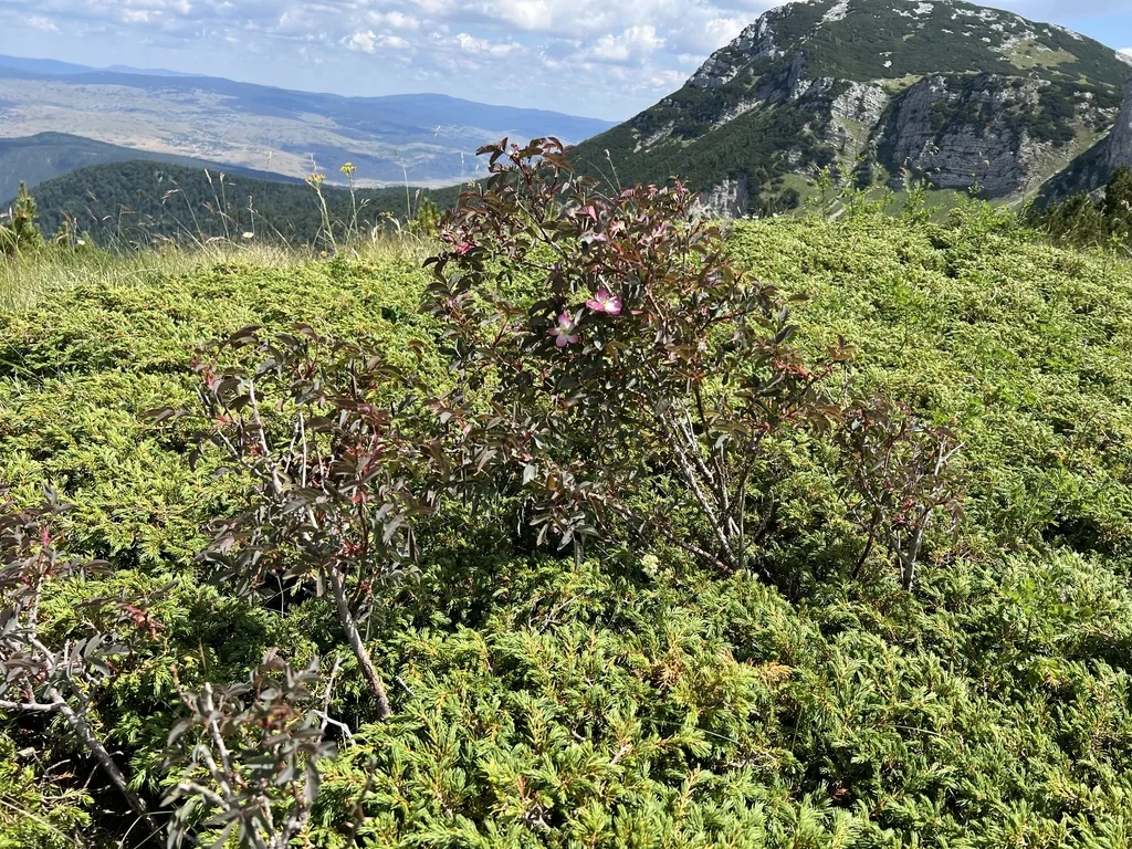 Rosa Glauca
