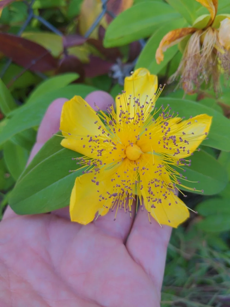 Hypericum Calycinum
