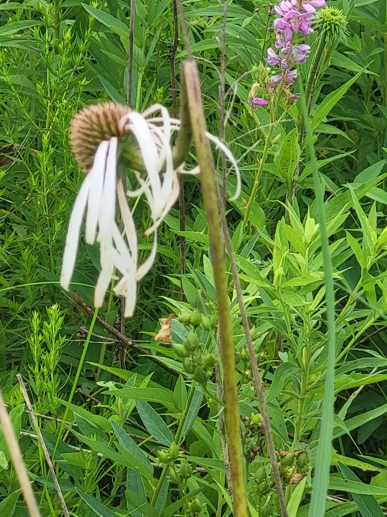 Echinacea Pallida