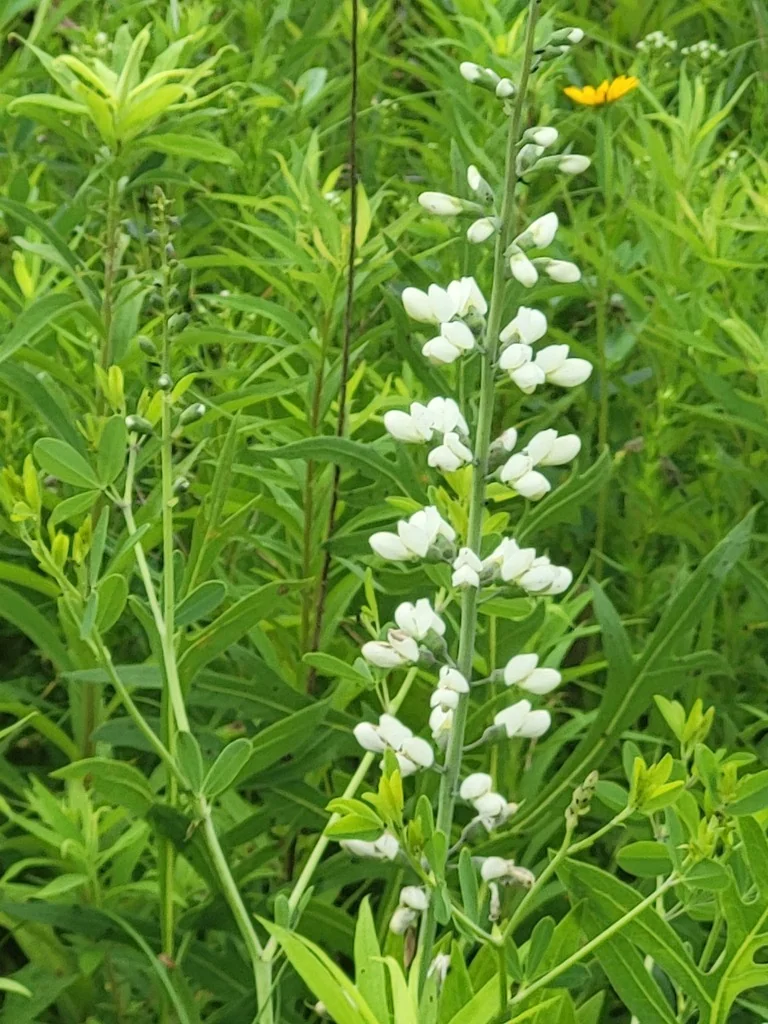 Baptisia Alba