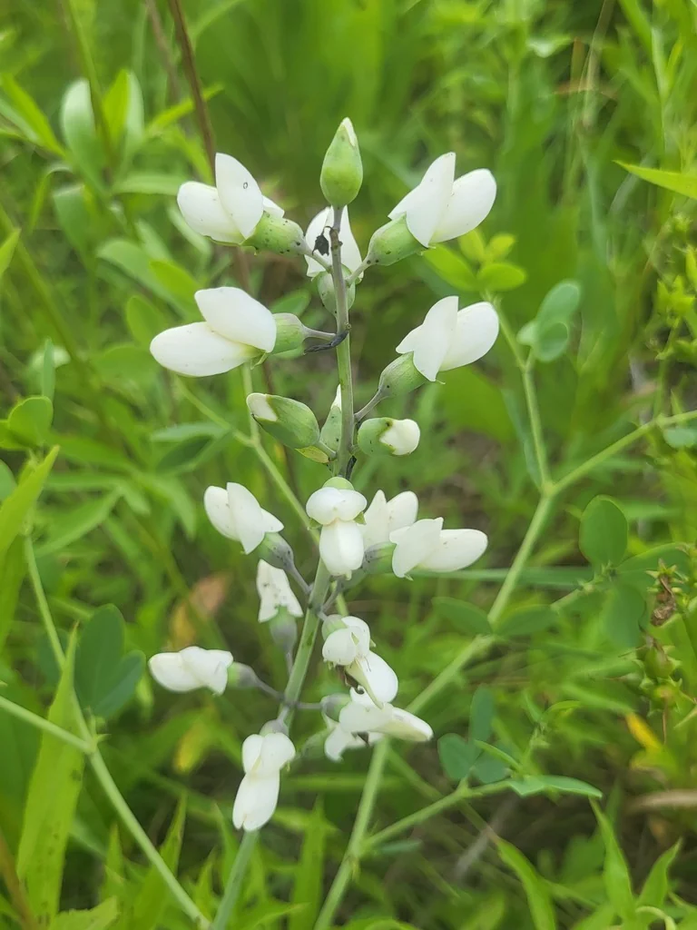 Baptisia Alba