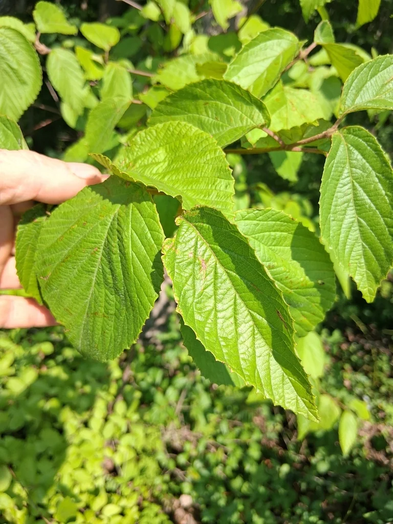 Viburnum Dentatum