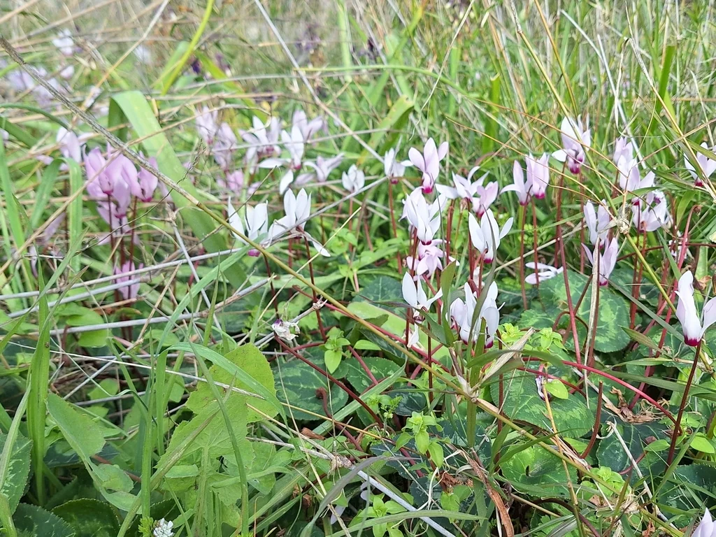 Cyclamen Persicum