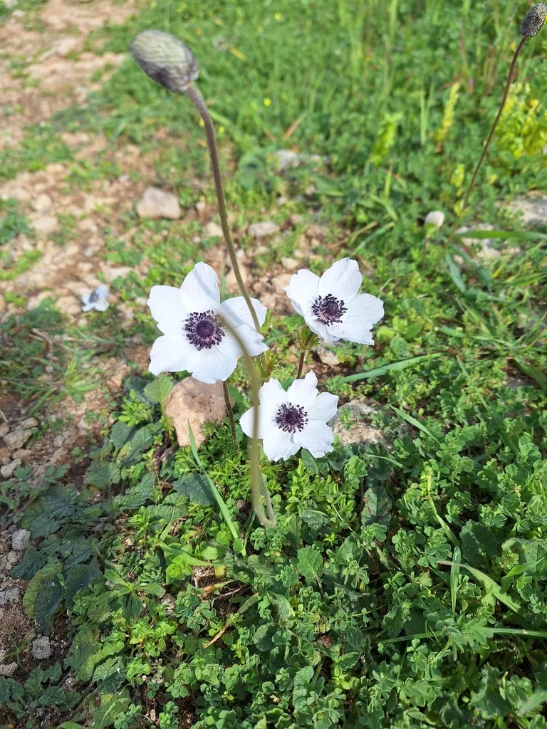 Anemone Coronaria