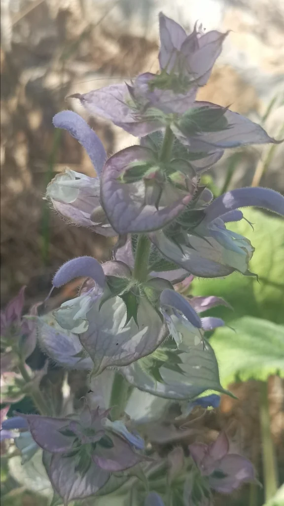 Salvia Sclarea