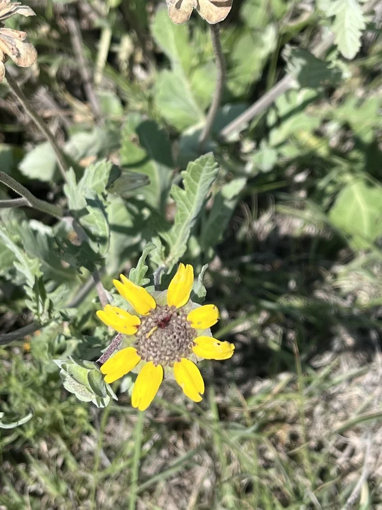 Berlandiera Lyrata