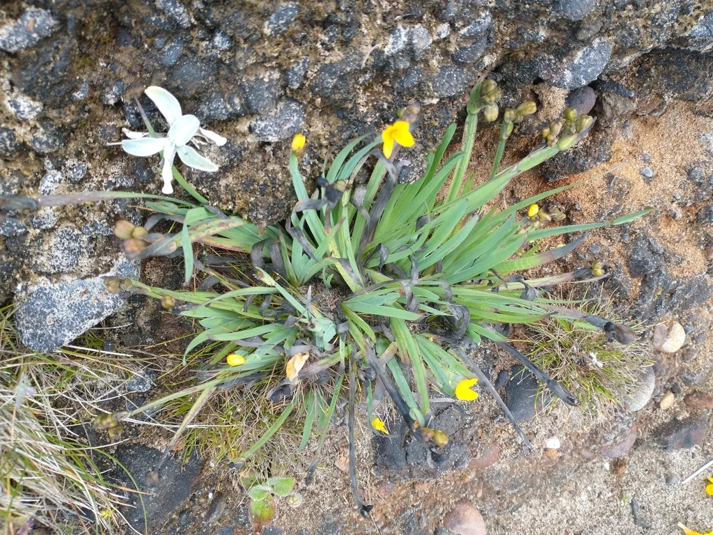 Sisyrinchium Californicum
