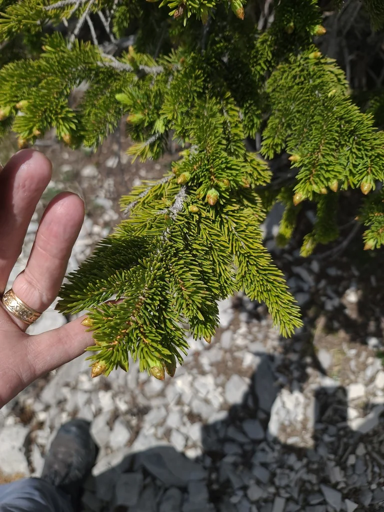 Picea engelmannii