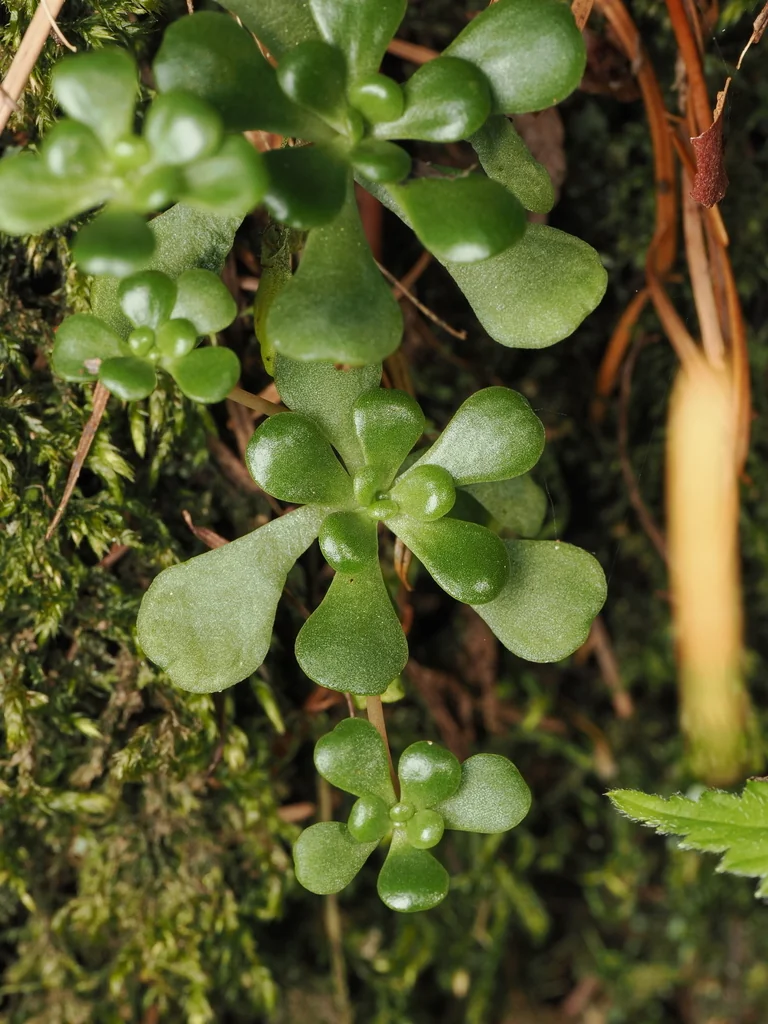 Sedum Oreganum