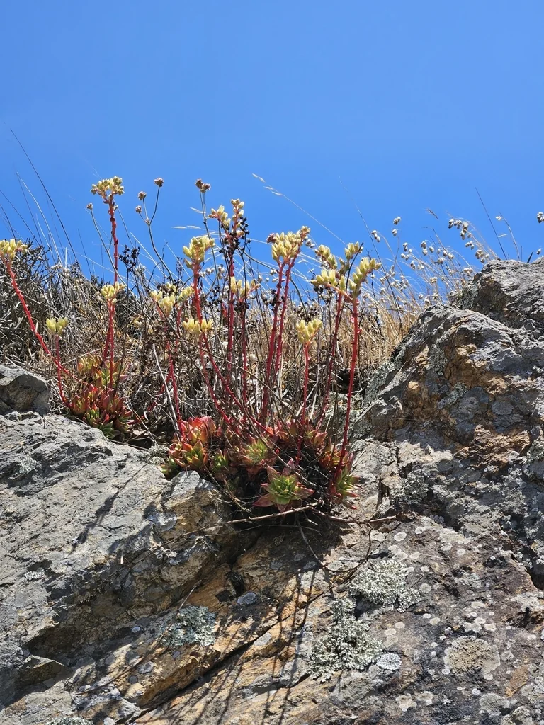 Dudleya Farinosa