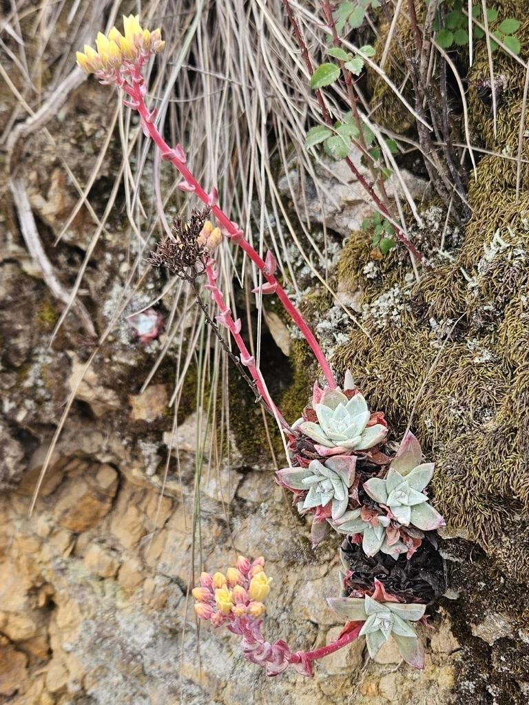 Dudleya Farinosa
