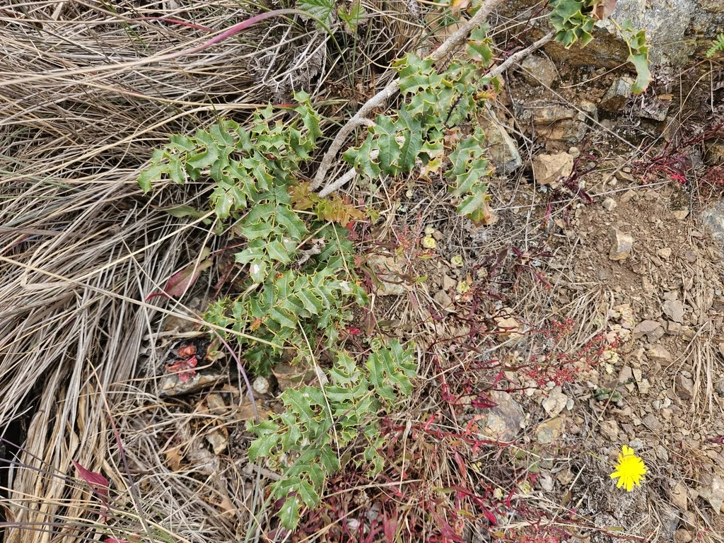 Berberis Pinnata