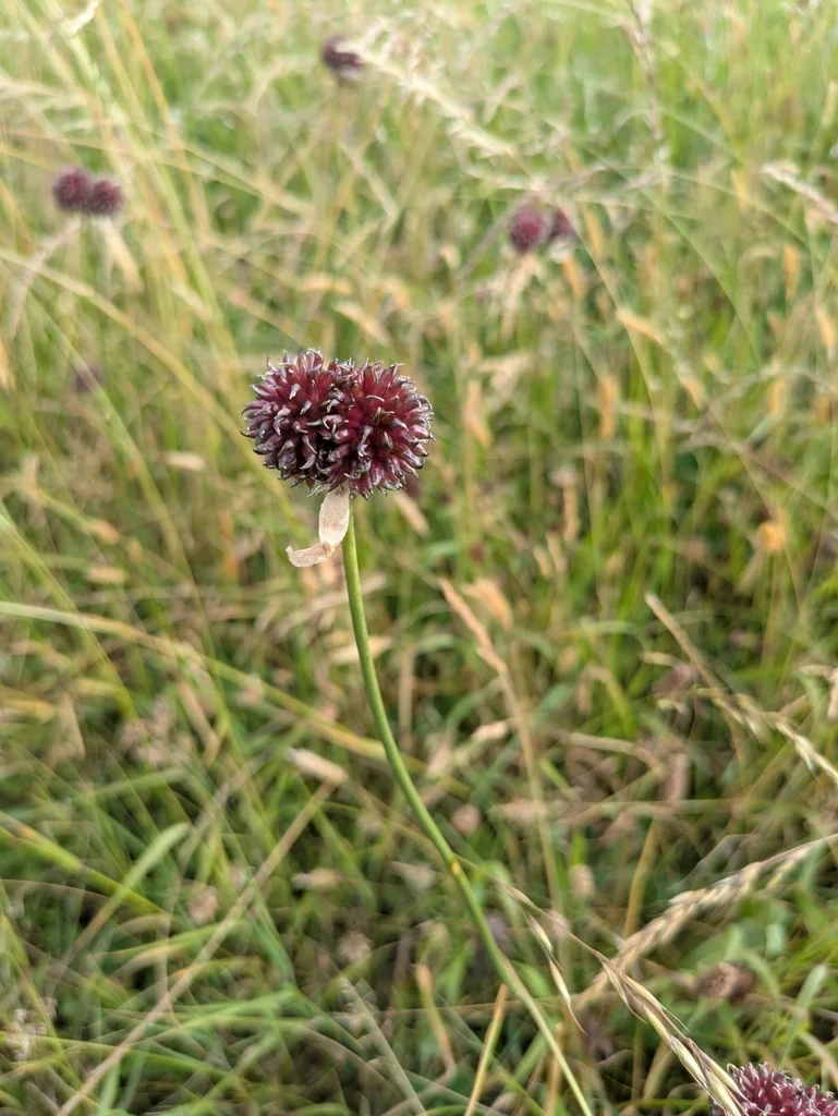 Allium Sphaerocephalon