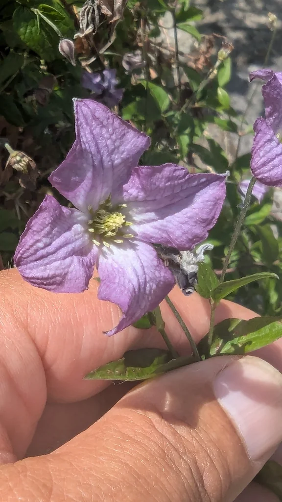 Clematis Viticella