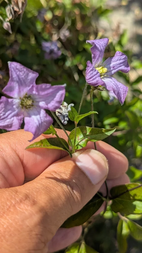Clematis Viticella