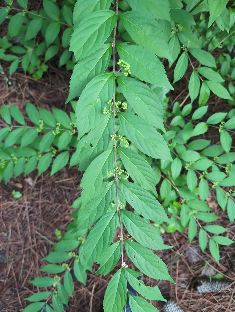 Callicarpa Dichotoma