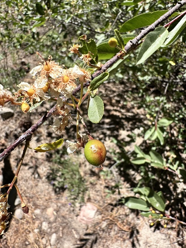 Prunus Emarginata