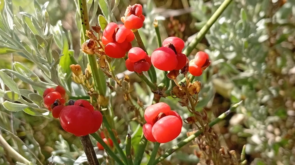 Ephedra Distachya