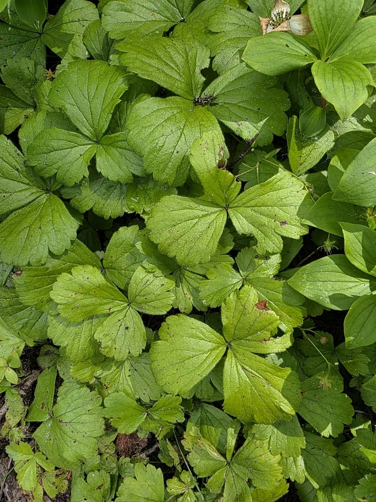 Waldsteinia Fragarioides