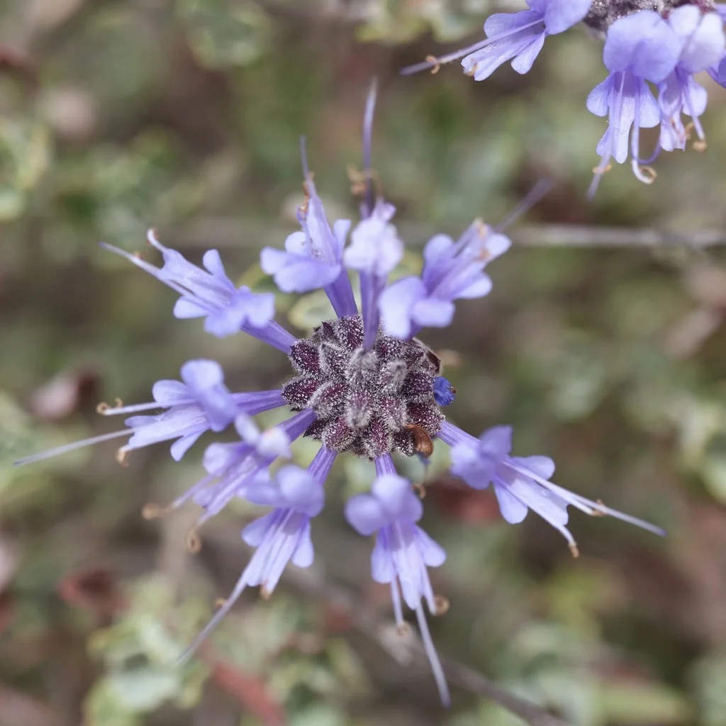 Salvia Clevelandii