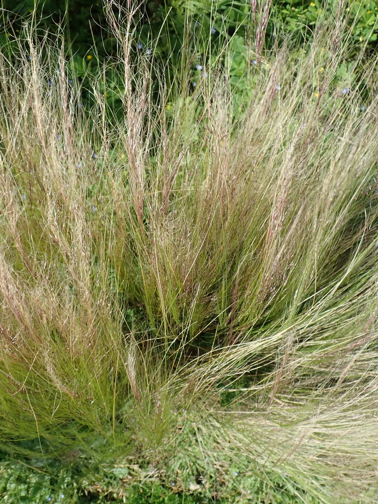 Nassella Tenuissima