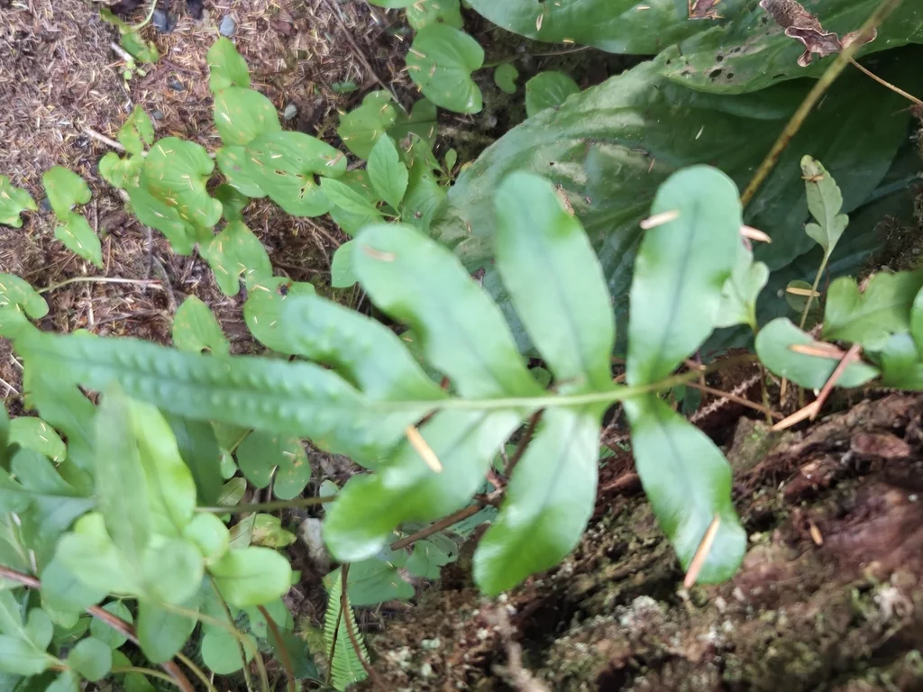 Polypodium Scouleri