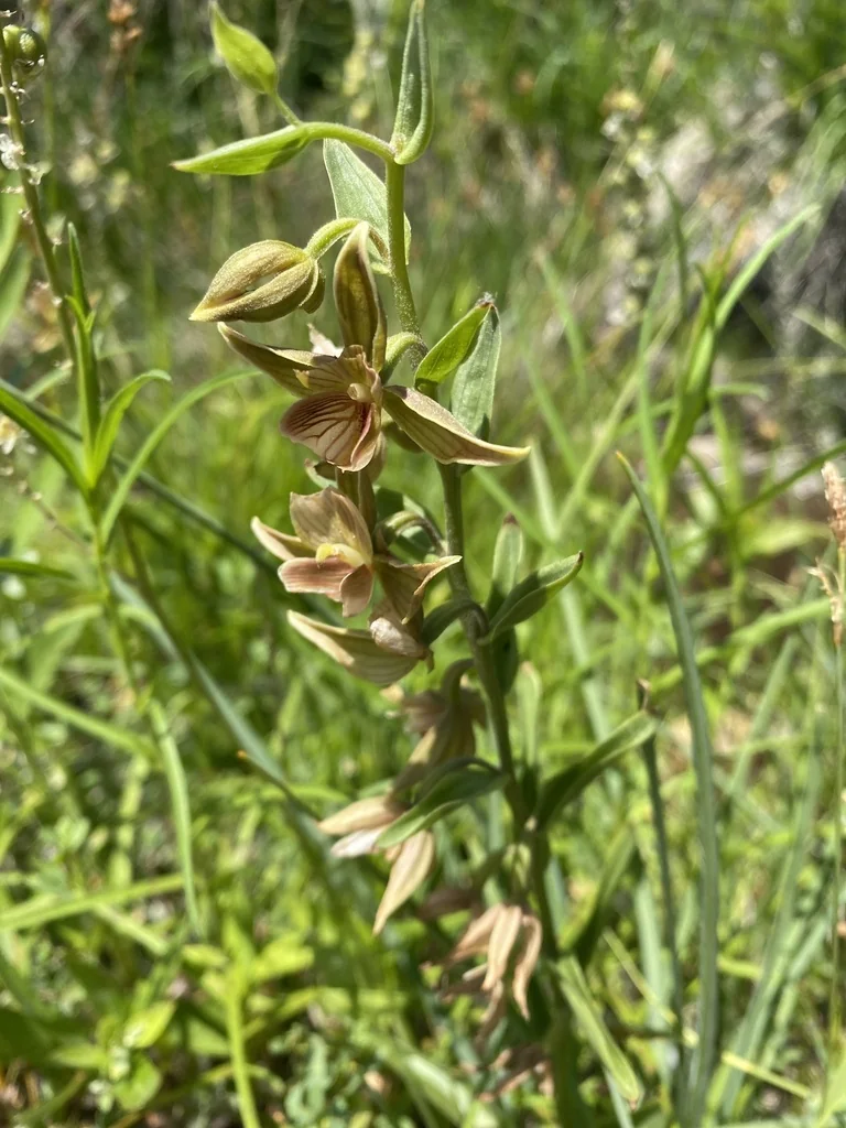 Epipactis Gigantea