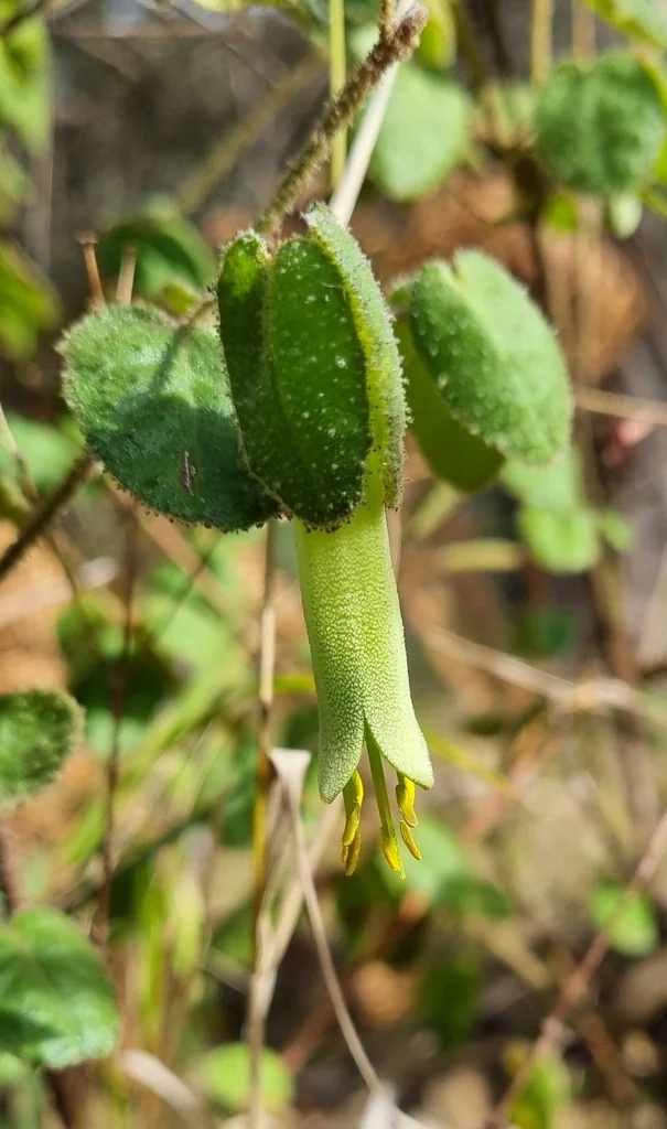 Correa Reflexa