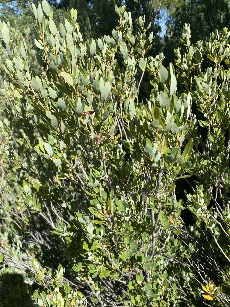Quercus Vaccinifolia