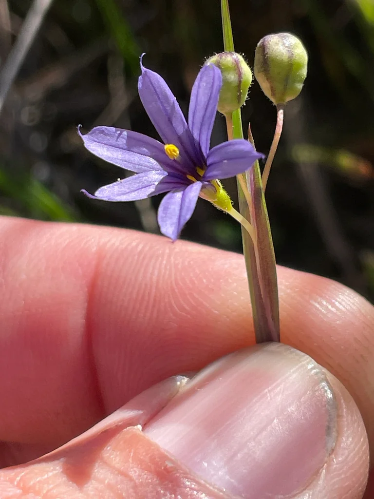 Sisyrinchium Idahoense