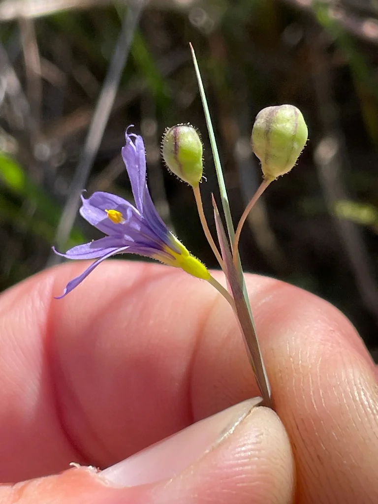 Sisyrinchium Idahoense
