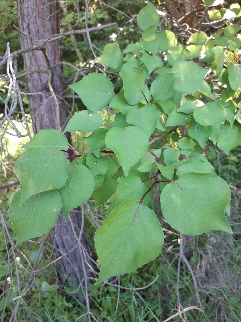 Prunus Armeniaca