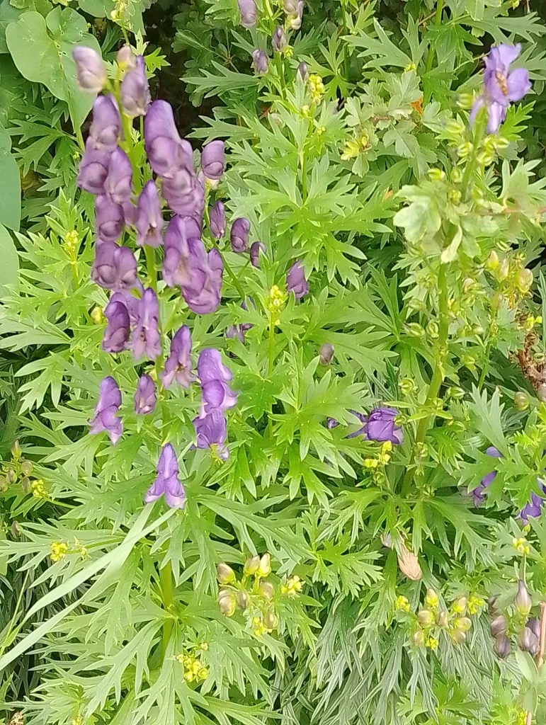 Aconitum Napellus