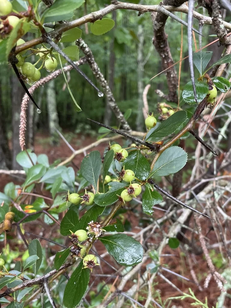 Crataegus Crus-Galli