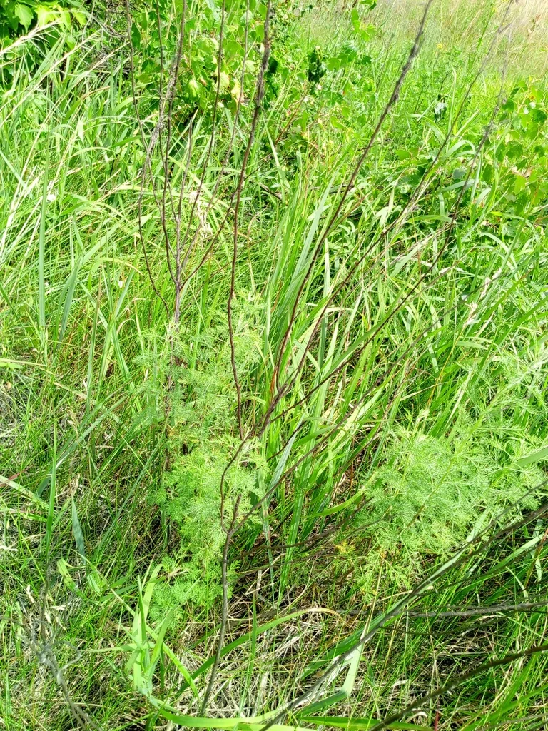 Artemisia Abrotanum
