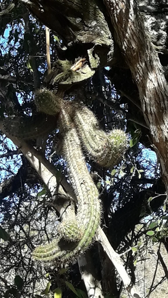 Echinopsis Candicans