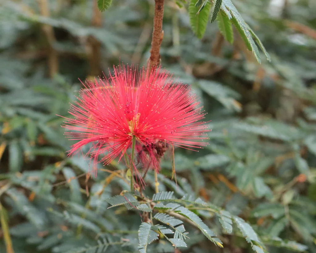 Calliandra Tweedii