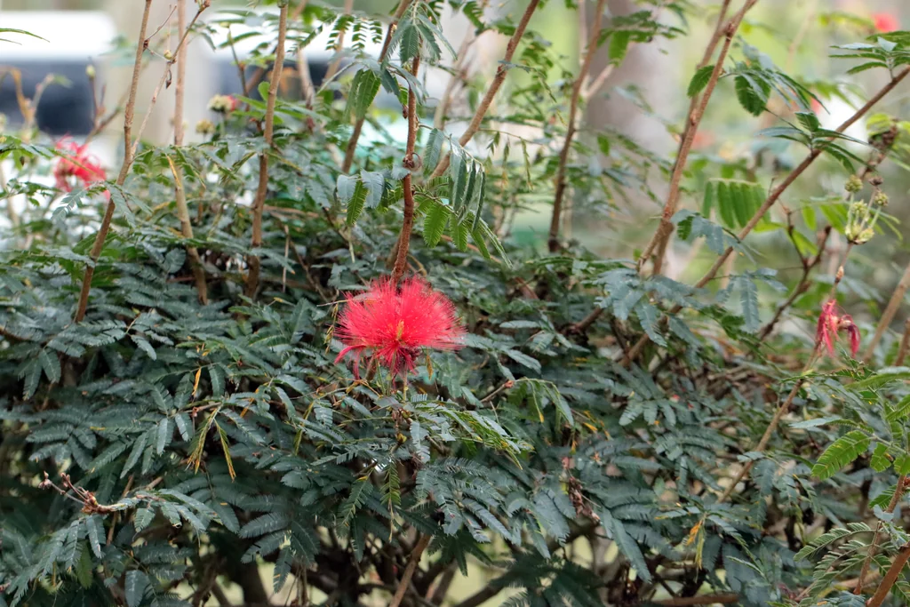 Calliandra Tweedii