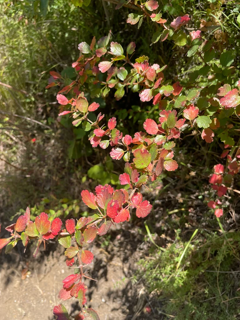 Ribes Speciosum