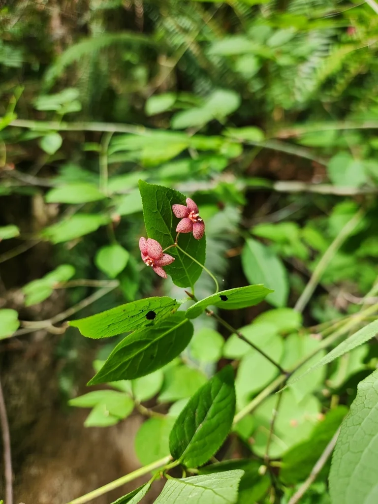 Euonymus Occidentalis