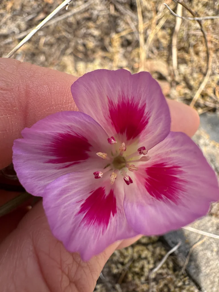 Clarkia Amoena