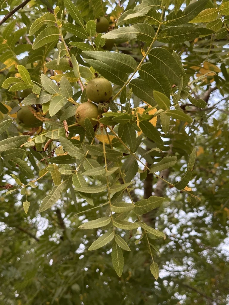 Juglans Californica