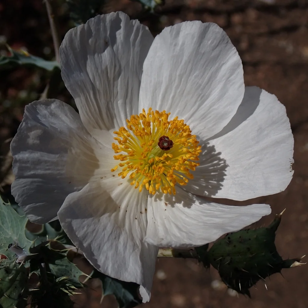 Argemone Munita