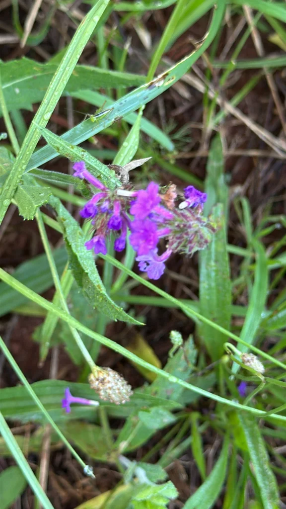 Verbena Rigida