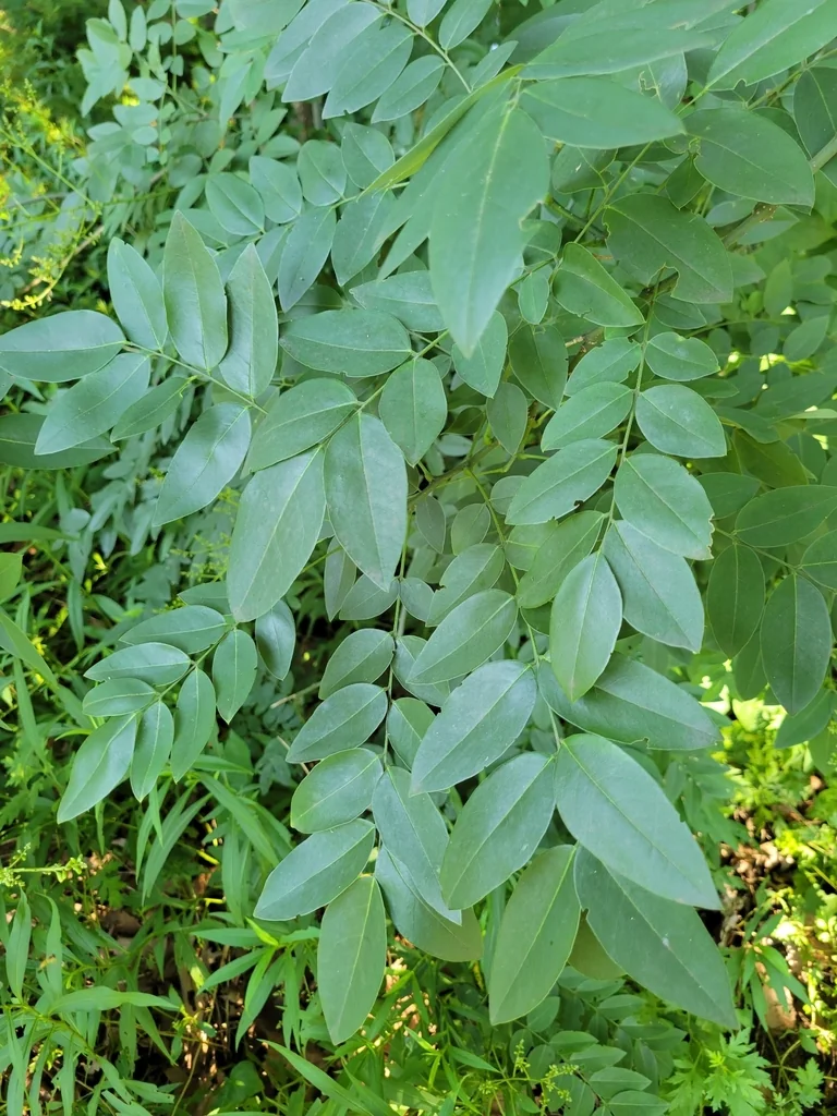 Styphnolobium Japonicum
