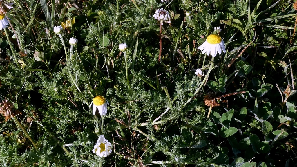 Chamaemelum Nobile