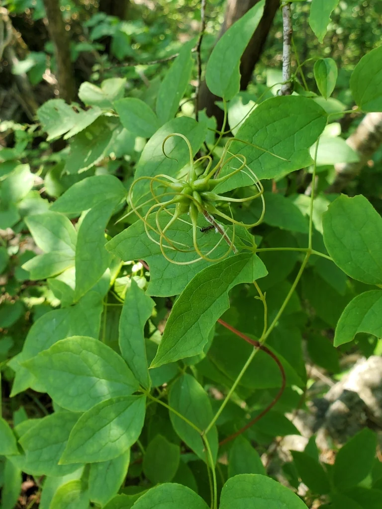 Clematis Viorna