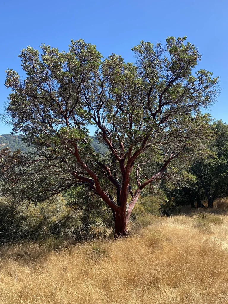 Arctostaphylos Manzanita