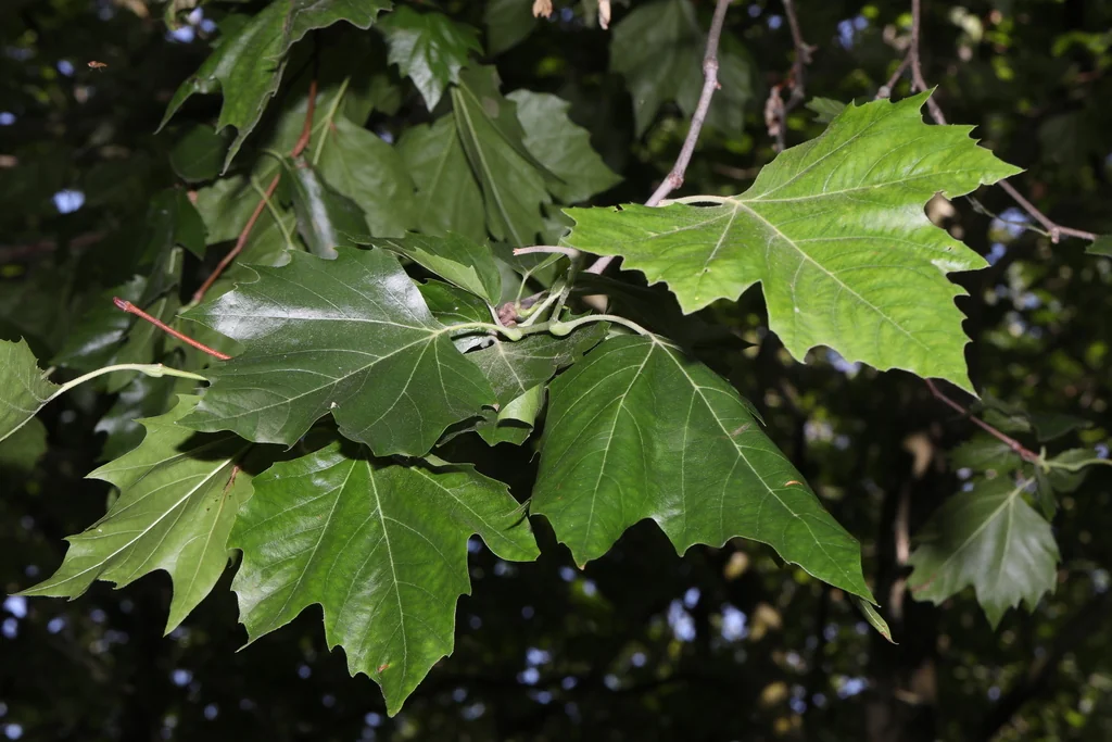 Platanus X Hispanica