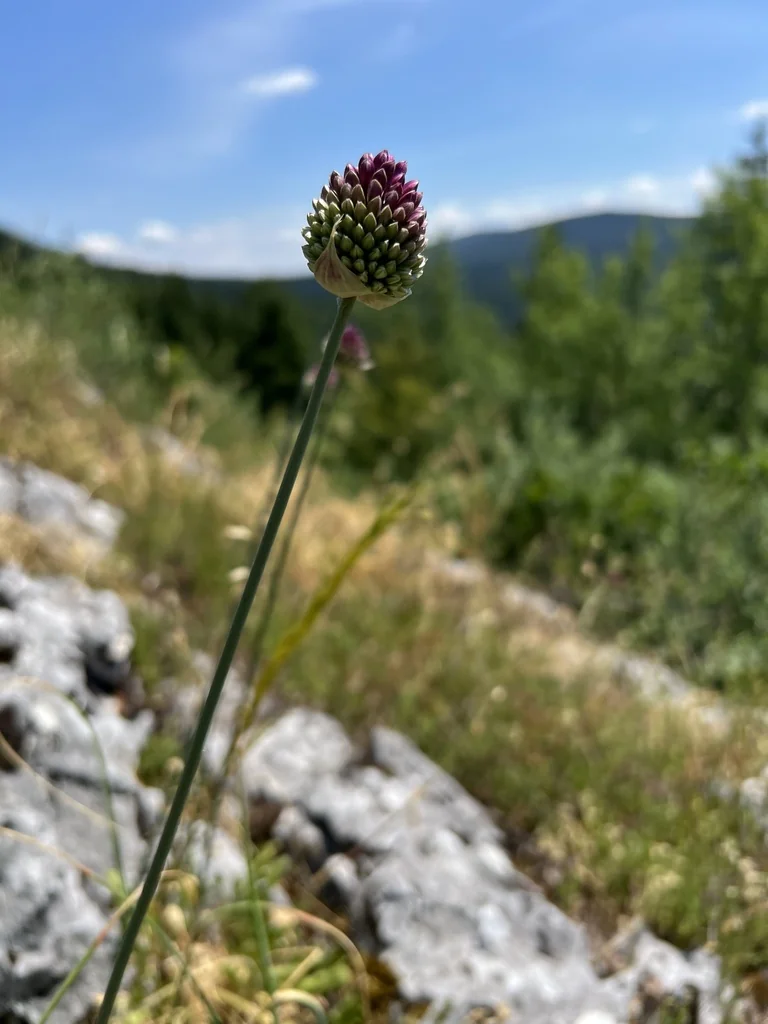 Allium Sphaerocephalon